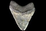 Megalodon Tooth From North Carolina - Giant Tooth! #75504-2